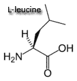 leucine