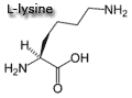 lysine