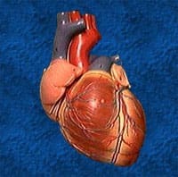 heart icon
