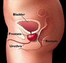 prostate