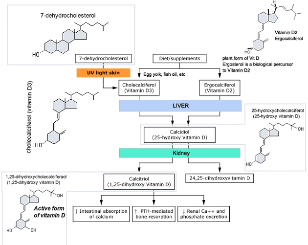vitamin d analogues