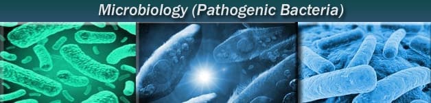Infectious disease regimens 2 Microbiology