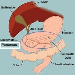pancreas