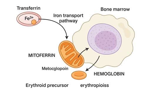Iron Study Interpretation: Why Traditional Tests Miss Functional Deficiency 3 Iron Study Interpretation